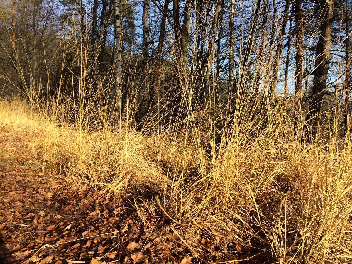 Un Gite Dans La Vallee Obersteinbach Exterior photo