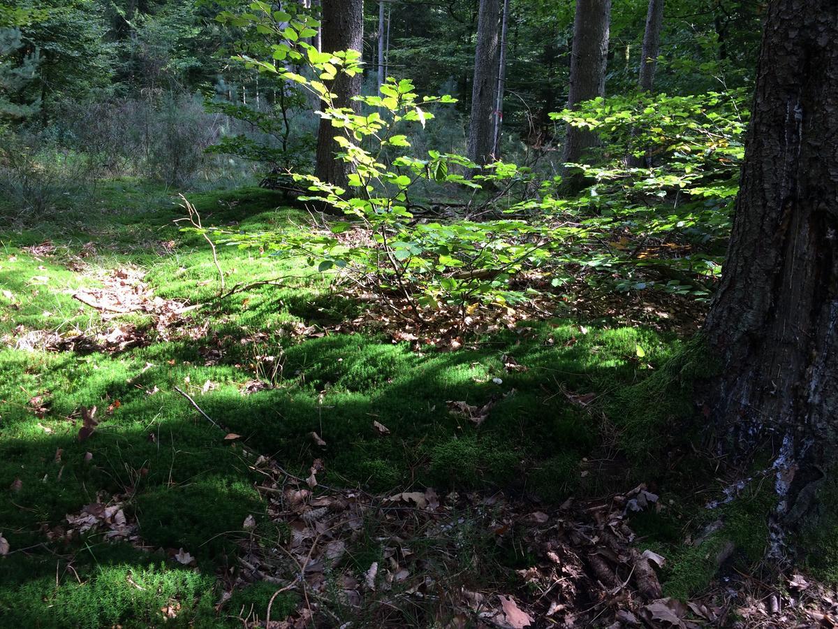 Un Gite Dans La Vallee Obersteinbach Exterior photo